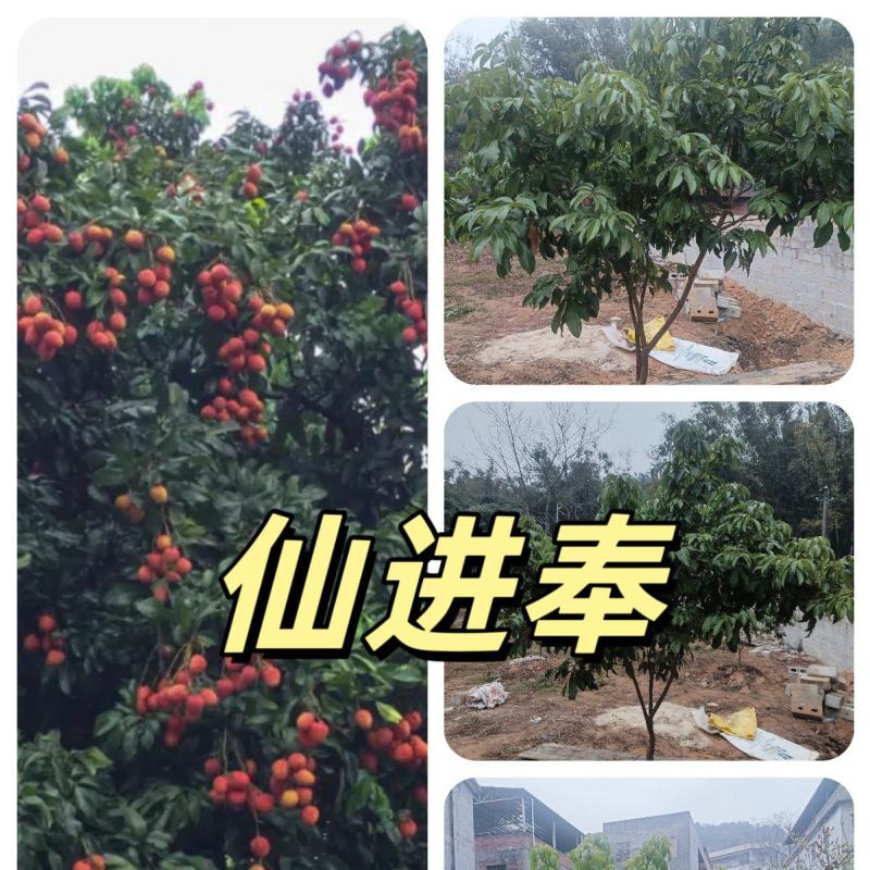 广西灵州荔枝苗，冰荔苗仙进奉荔枝苗基地直供技术指导