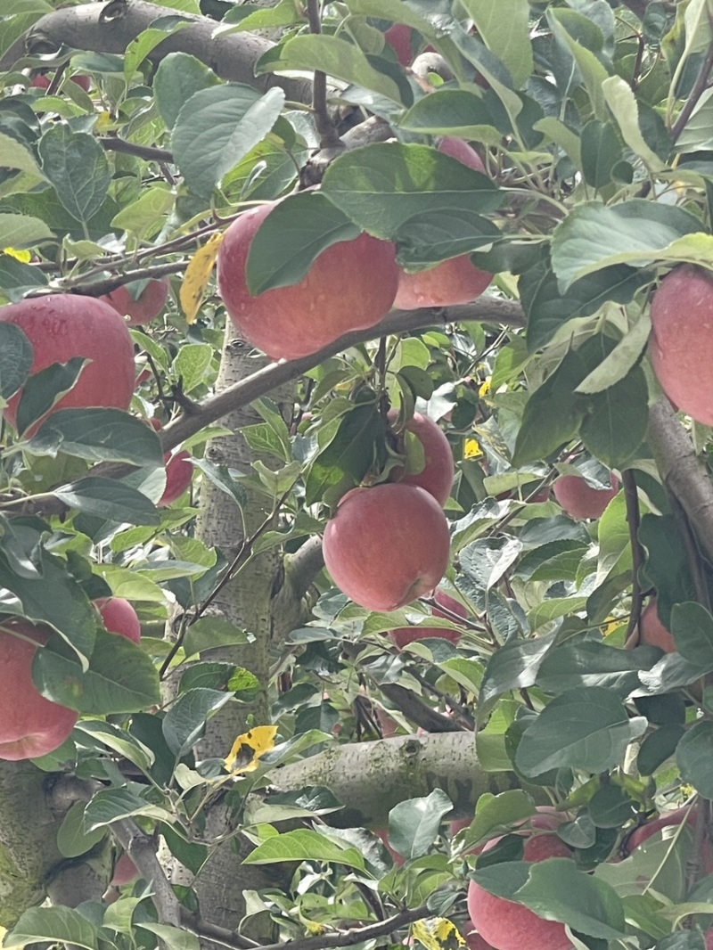 云南昭通苹果大量上市有需要的请再平台联系