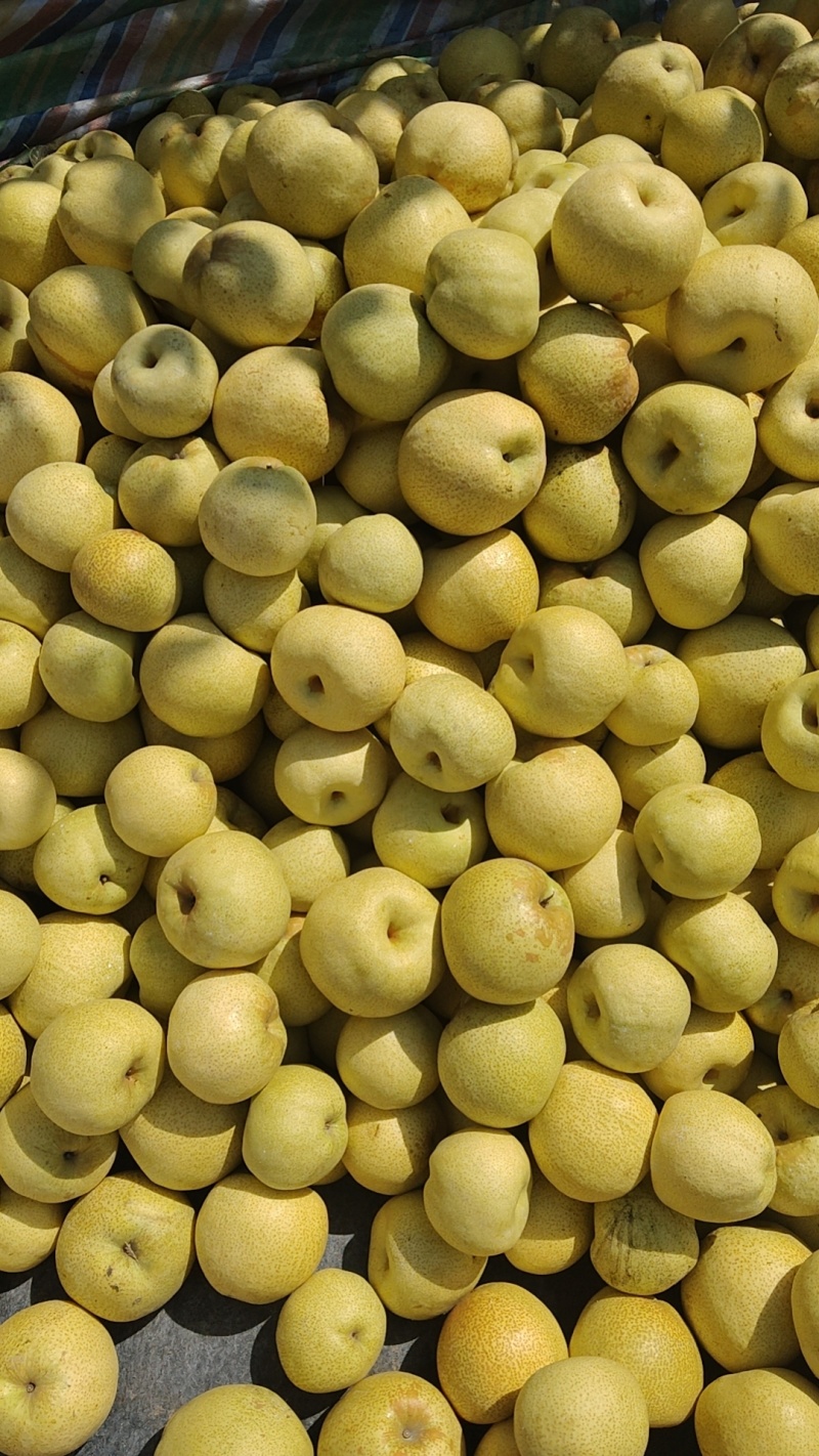 园黄梨，个大多汁，脆甜无渣，货源充足，欢迎大家光临