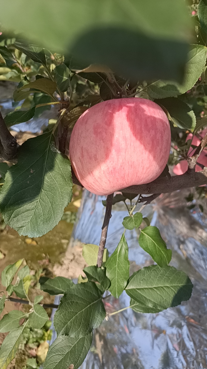高山红富士苹果又脆又甜场地代发质量保质