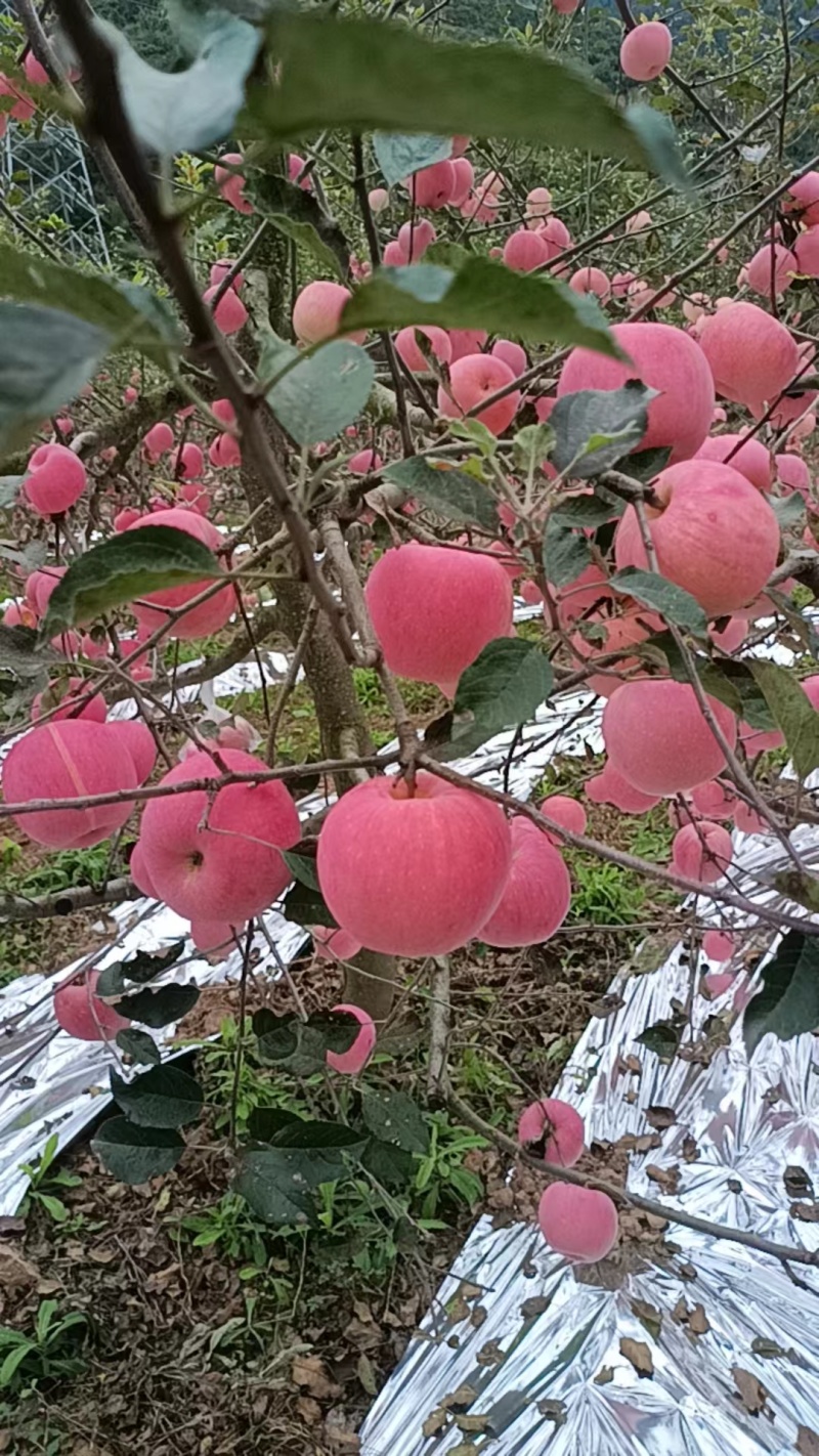 高山红富士苹果又脆又甜场地代发质量保质