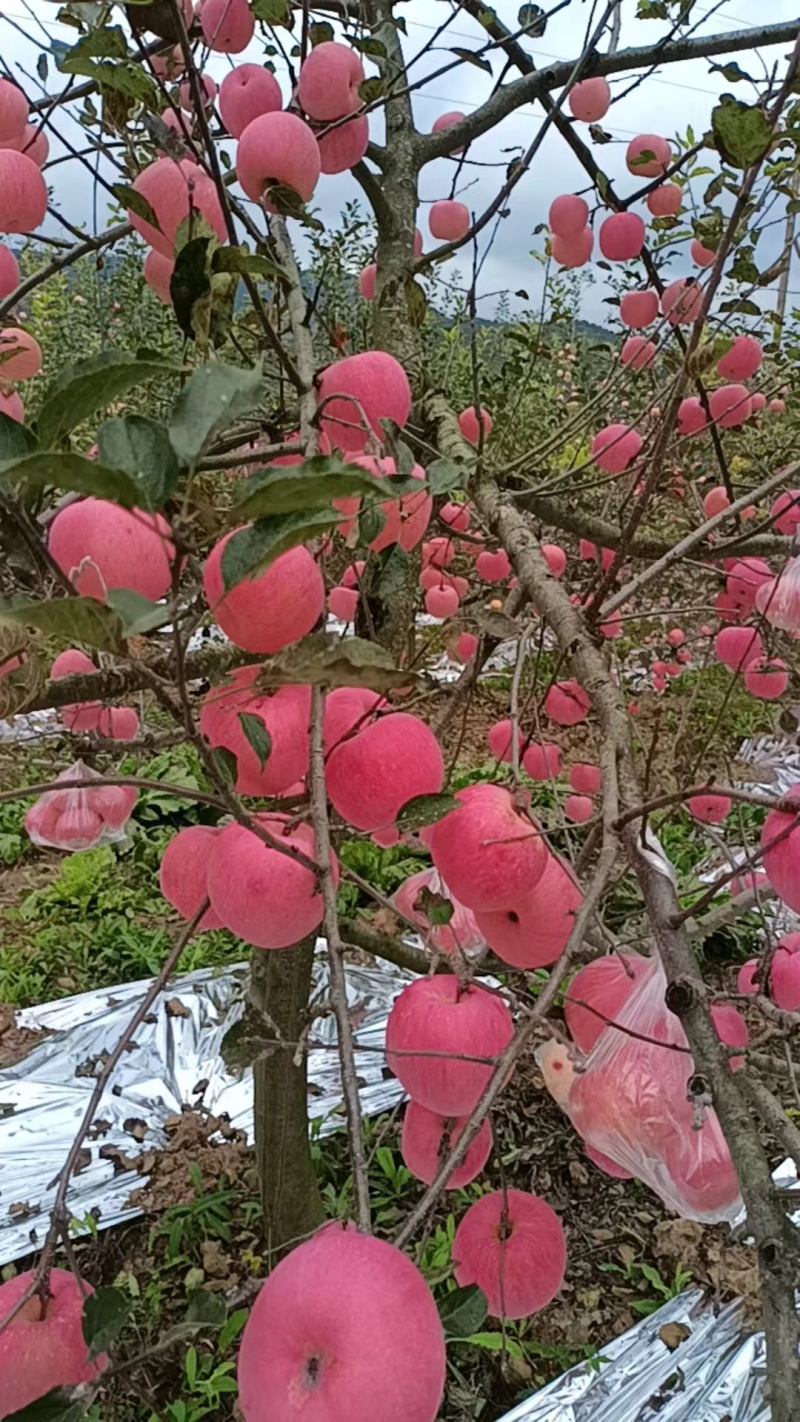 高山红富士苹果又脆又甜场地代发质量保质