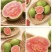 精品红心芭乐/红心芭乐