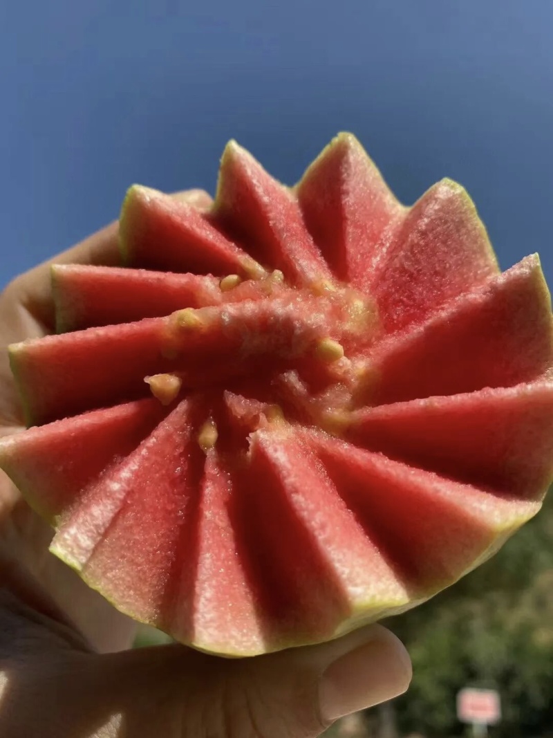 精品红心芭乐/红心芭乐
