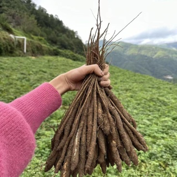 甜当归干当归西归当归菜当归鲜当归独角当归