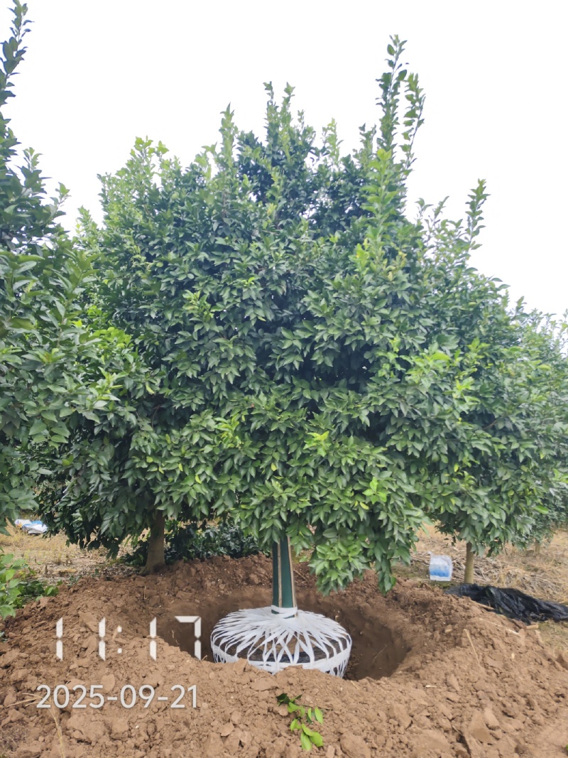 18的香橼树，香橼，大量供应，杆直冠好，苗圃打号选树