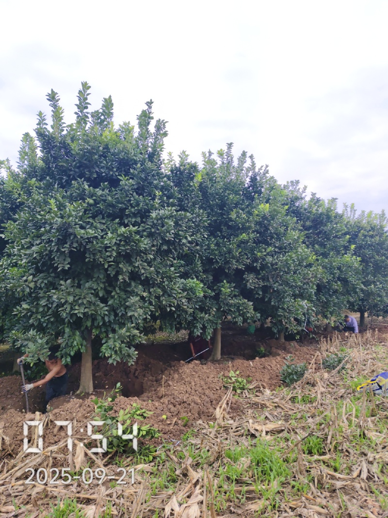 18的香橼树，香橼，大量供应，杆直冠好，苗圃打号选树