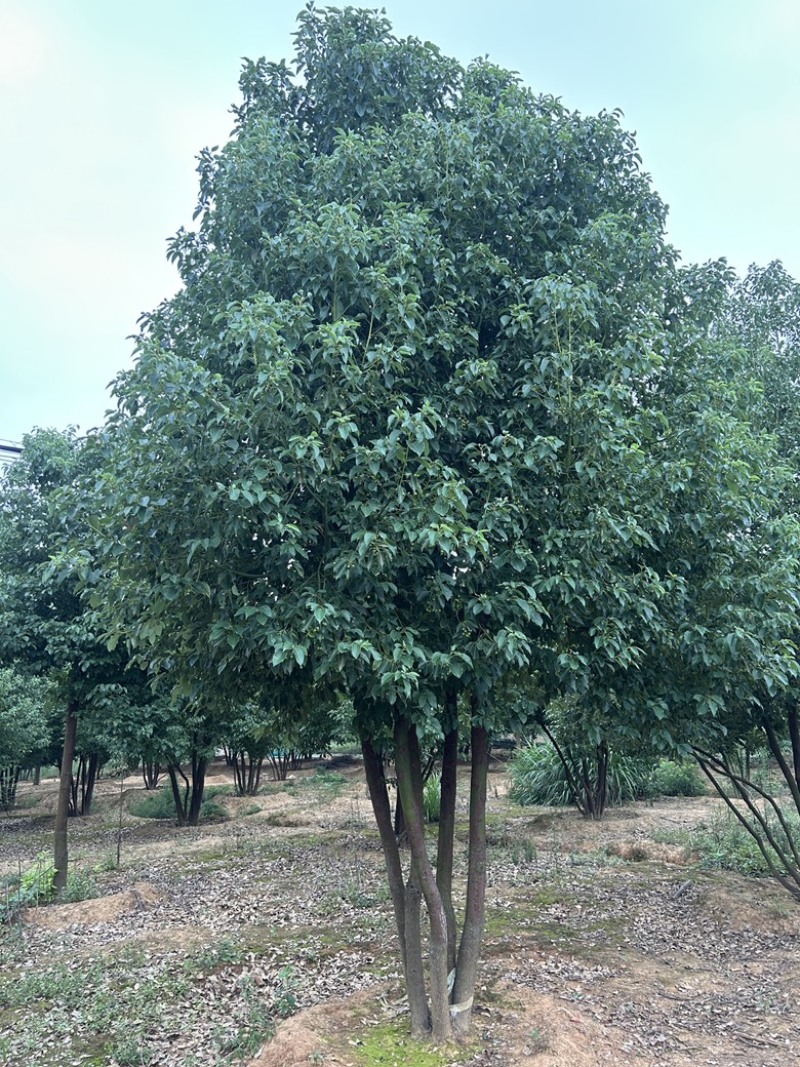 丛生香樟40-50公分