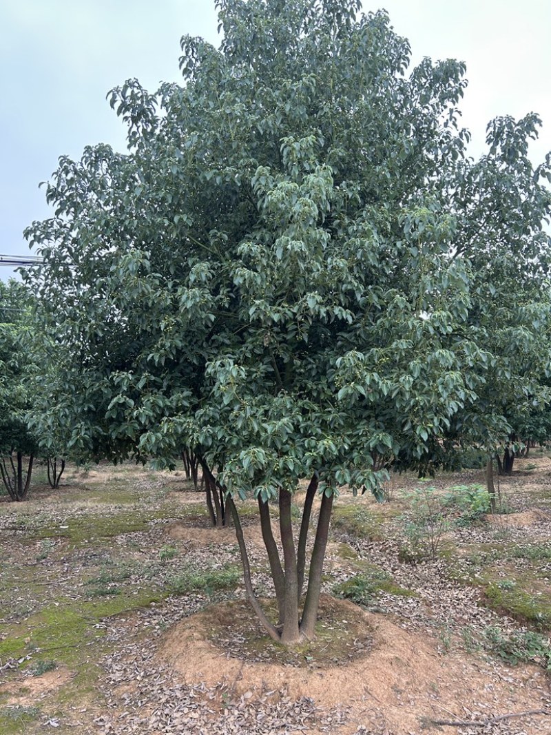 丛生香樟40-50公分