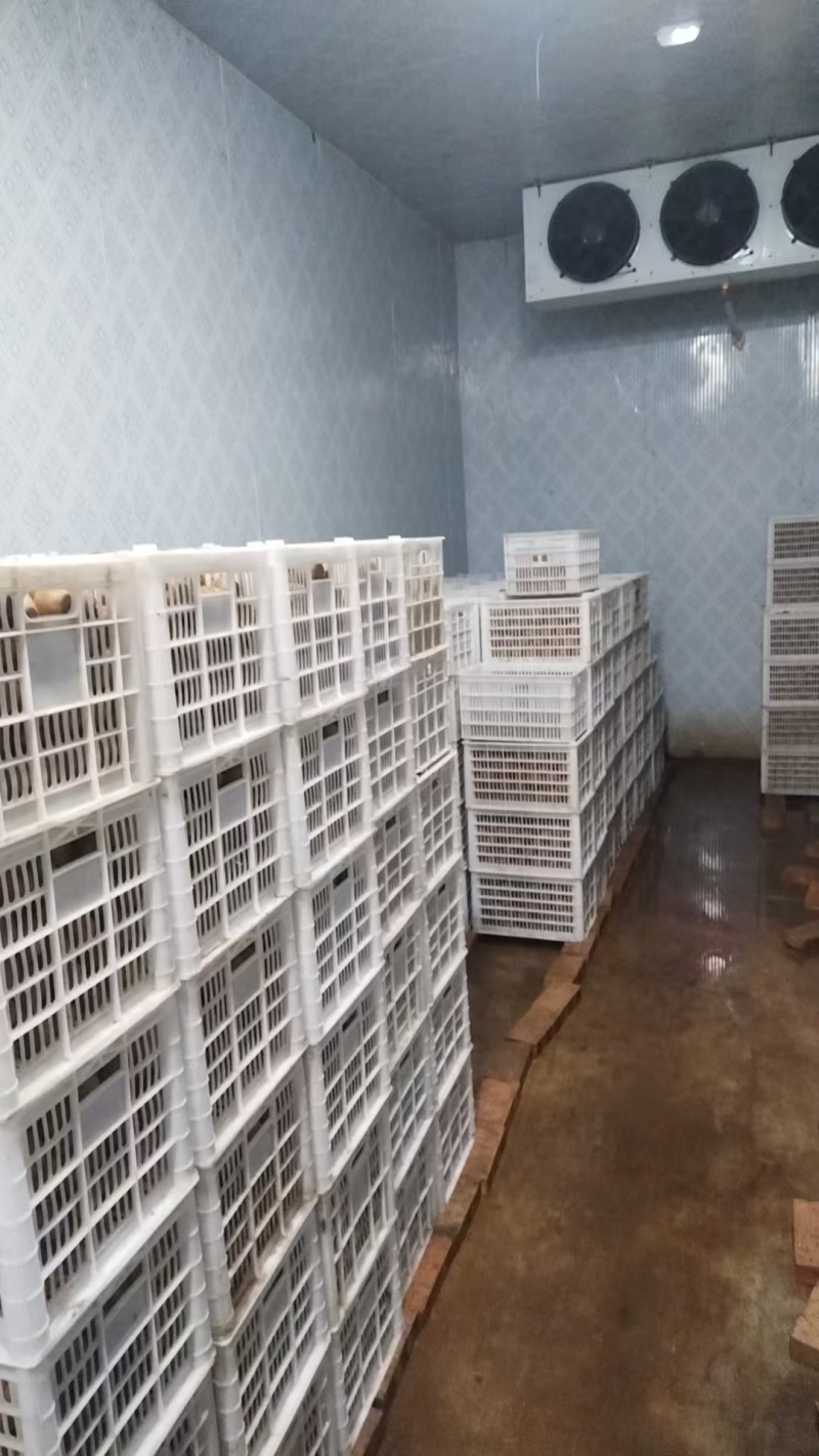 陕西周至绿心秦美猕猴桃通货，60起步，百克坐庄