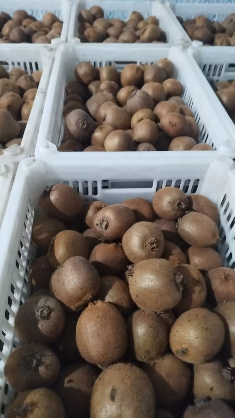 陕西周至绿心秦美猕猴桃通货，60起步，百克坐庄