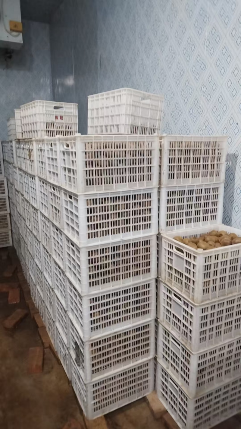陕西周至绿心秦美猕猴桃通货，60起步，百克坐庄