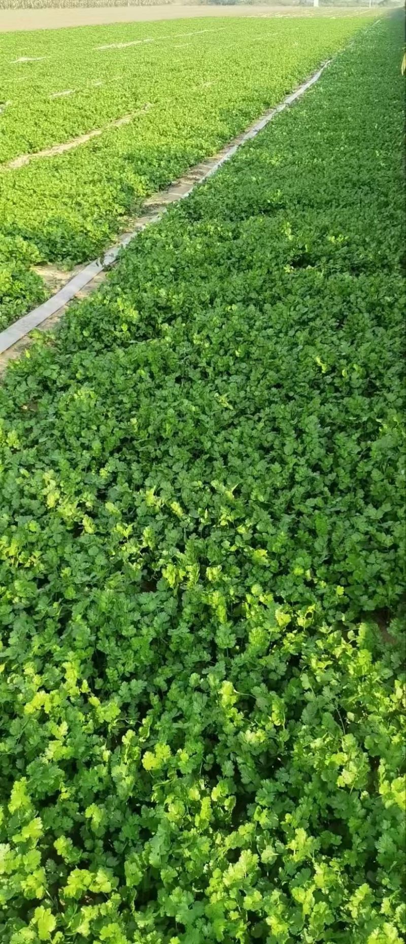 唐山铁杆青新菜