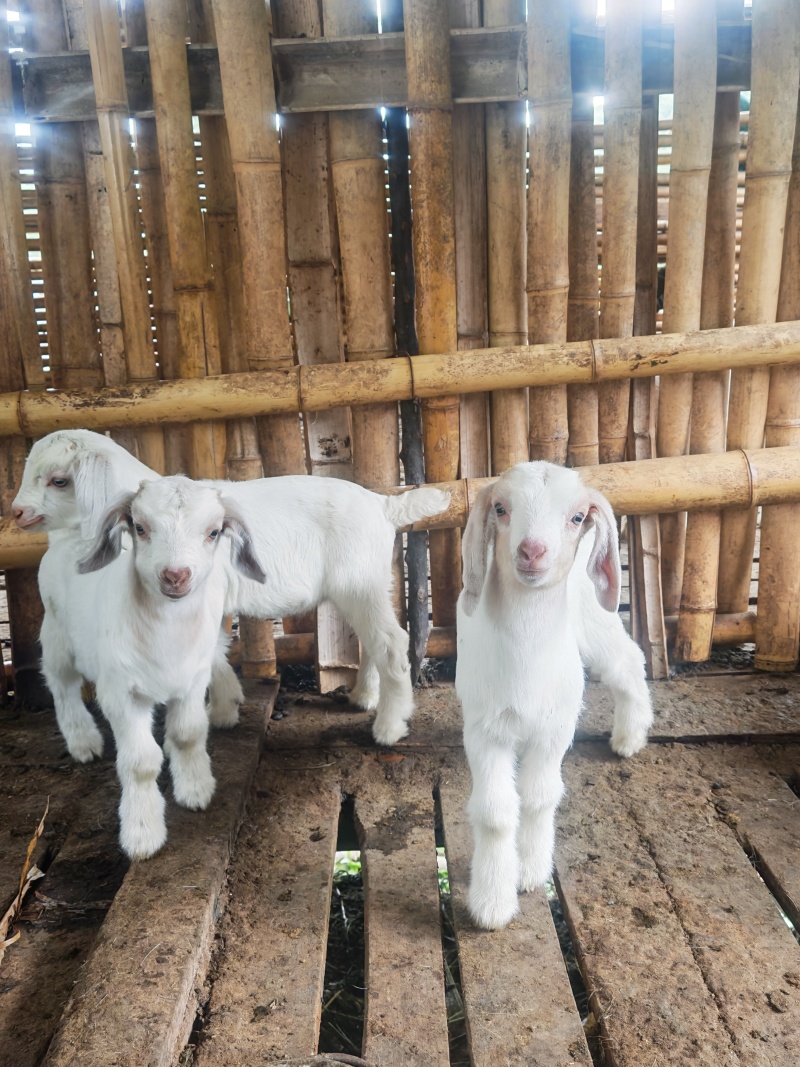 陕南白山羊，孕羊，种公，小羊羔