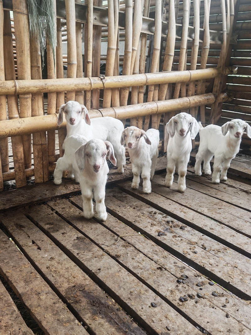 陕南白山羊，孕羊，种公，小羊羔