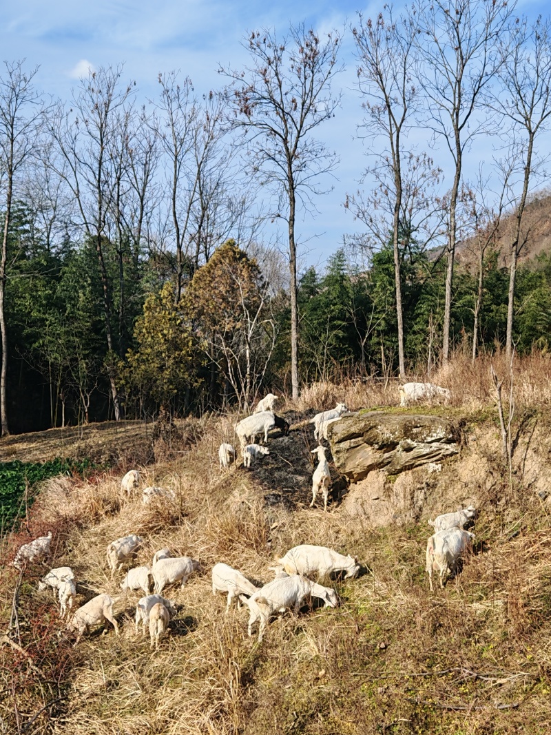 陕南白山羊，孕羊，种公，小羊羔
