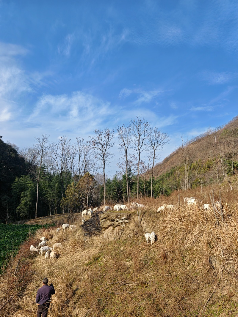 陕南白山羊，孕羊，种公，小羊羔