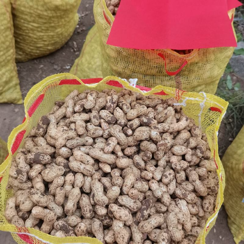 大白沙鲜花生