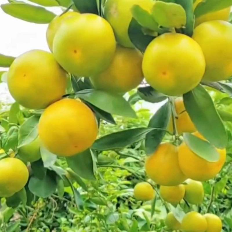 【一手货源】湖北十堰无籽蜜橘市场货整车批发欢迎实地考察
