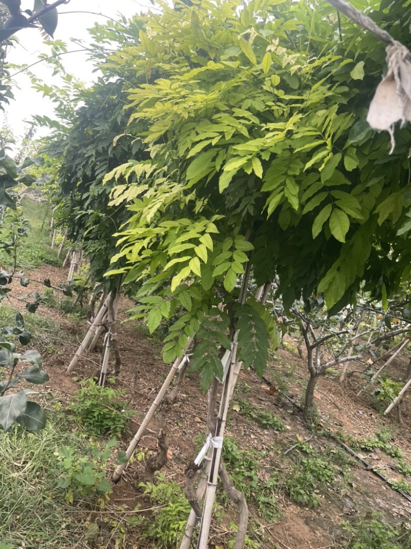 紫藤树苗