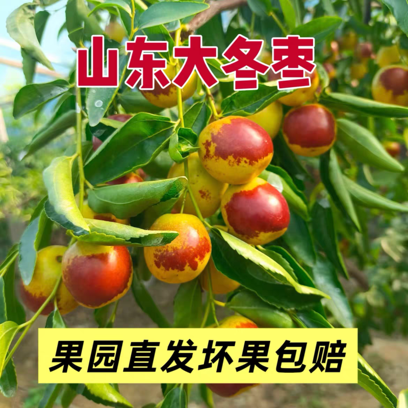 沾化冬枣