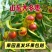 沾化冬枣
