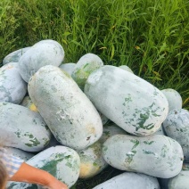 小米冬瓜粉娃，吉乐小米冬瓜