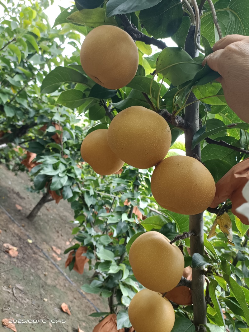 梨晚秋黄梨，丰水梨秋月梨黄金梨丰水梨。六两以上，糖度14