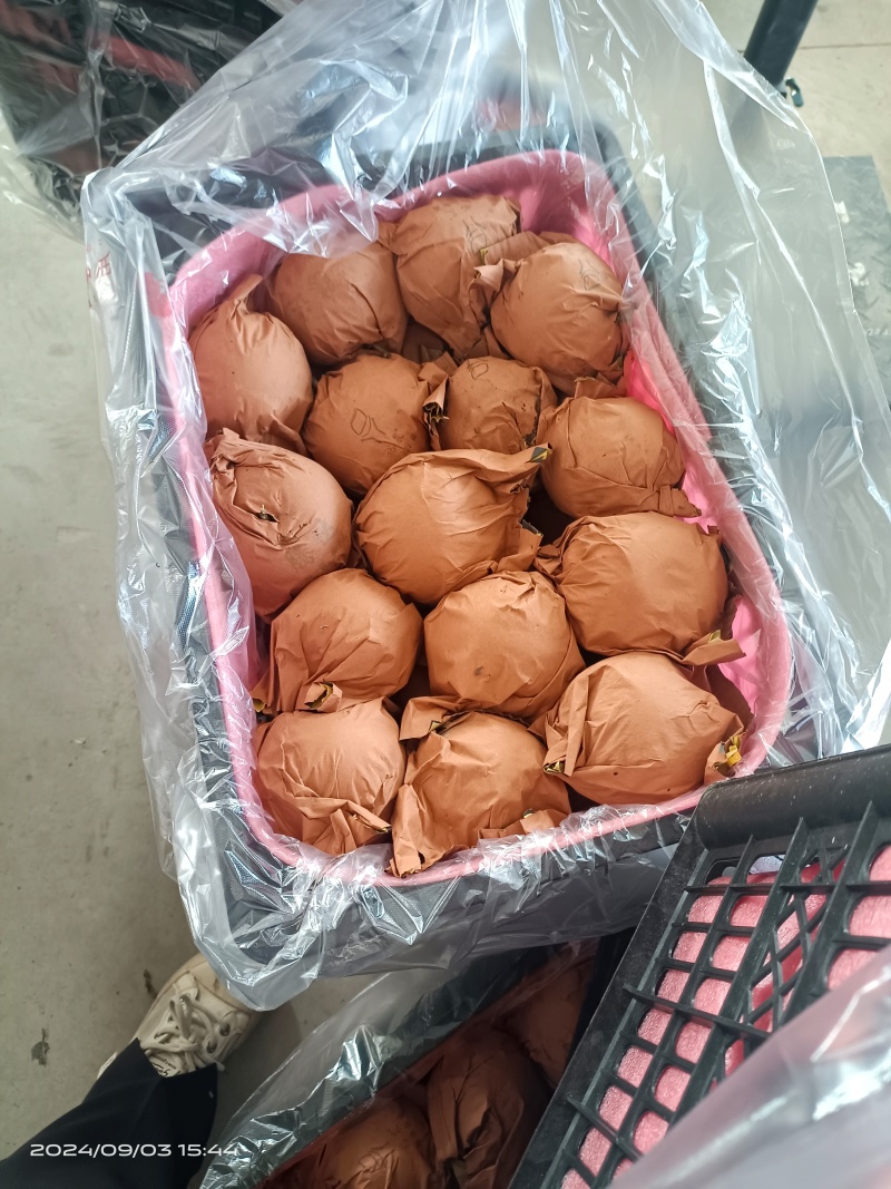 梨晚秋黄梨，丰水梨秋月梨黄金梨丰水梨。六两以上，糖度14