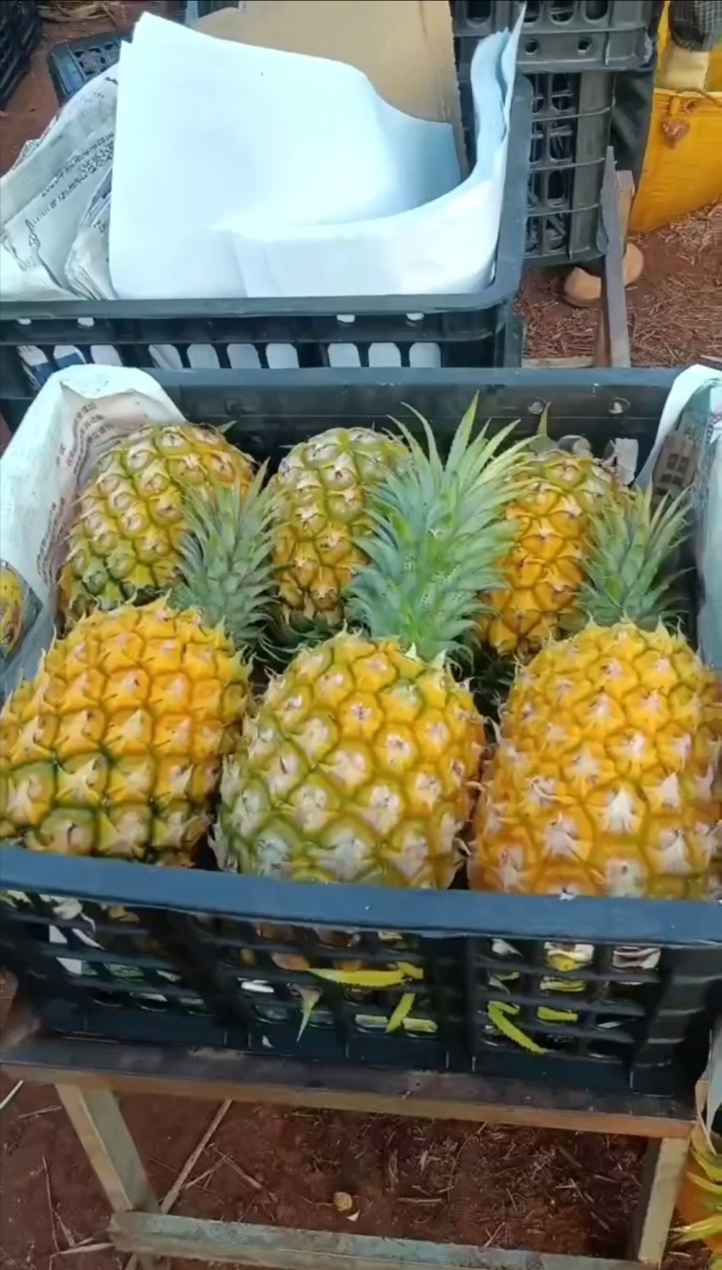 香水菠萝，巴厘菠萝