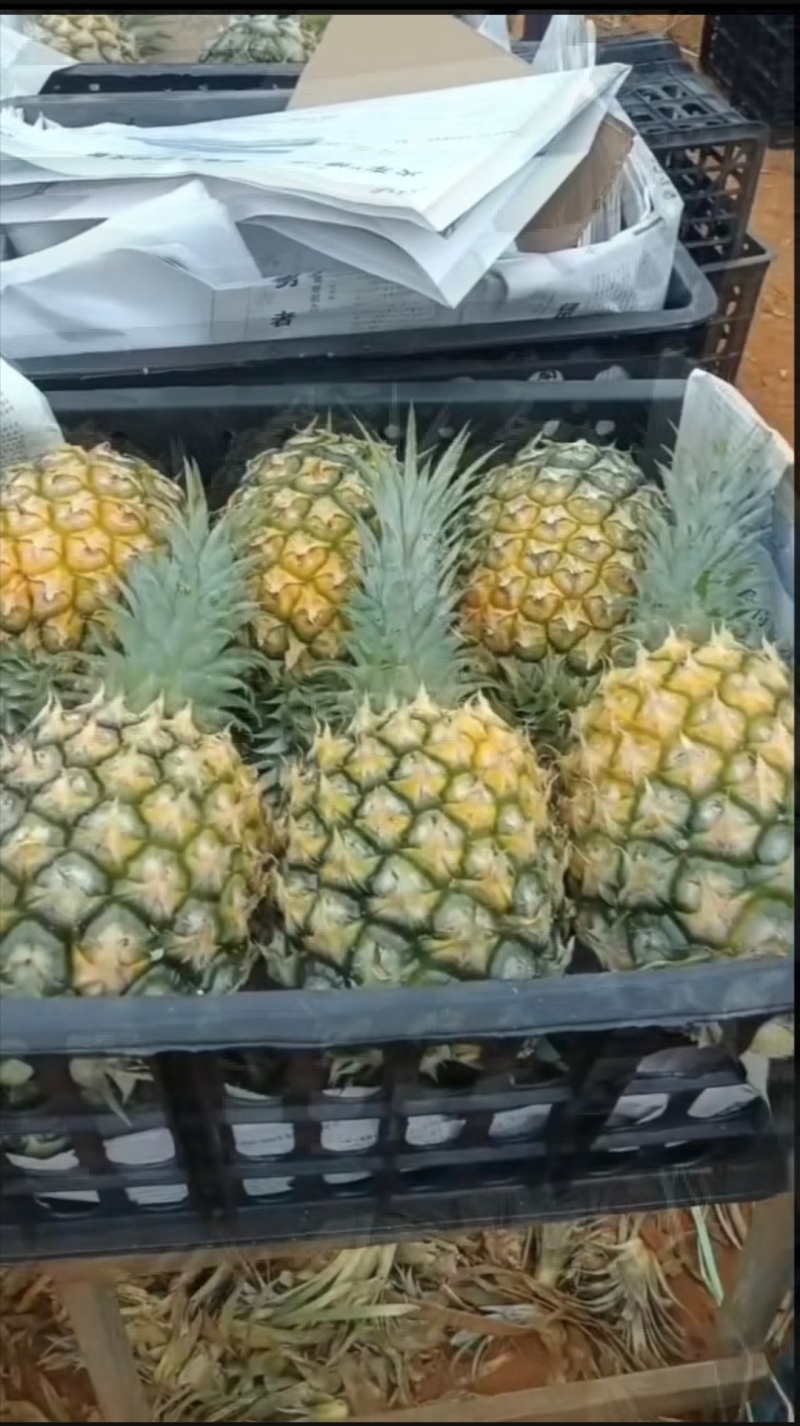 香水菠萝，巴厘菠萝