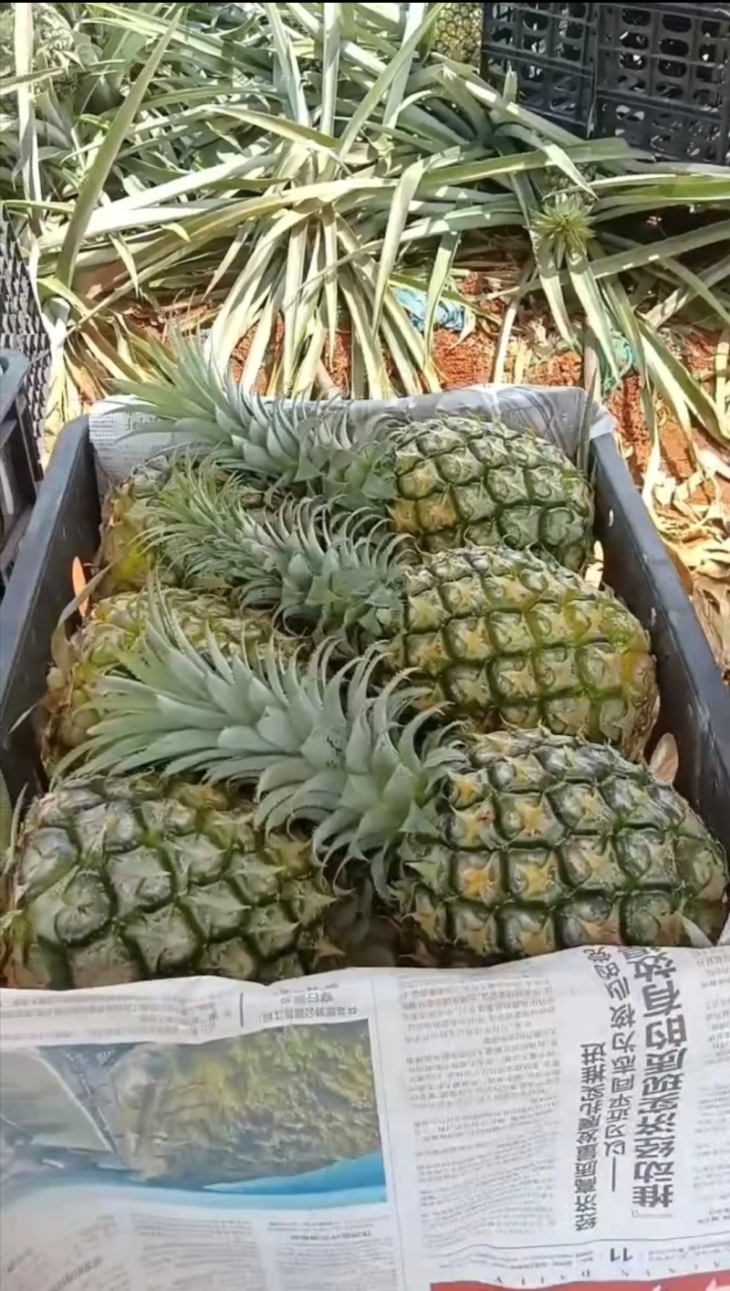 香水菠萝，巴厘菠萝