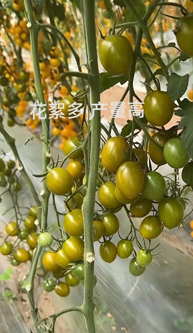 千禧圣女果苗口感好产量高抗病毒采摘园基地种植有现苗