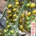 千禧圣女果苗口感好产量高抗病毒采摘园基地种植有现苗
