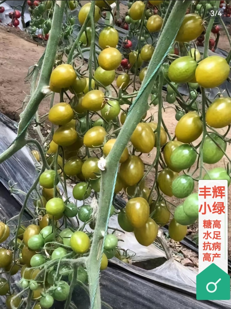 千禧圣女果苗口感好产量高抗病毒采摘园基地种植有现苗