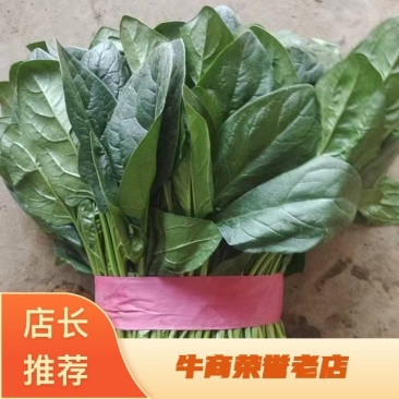 永年蔬菜大叶菠菜规格齐全啥菜都有帮忙找车价格便宜欢迎联系