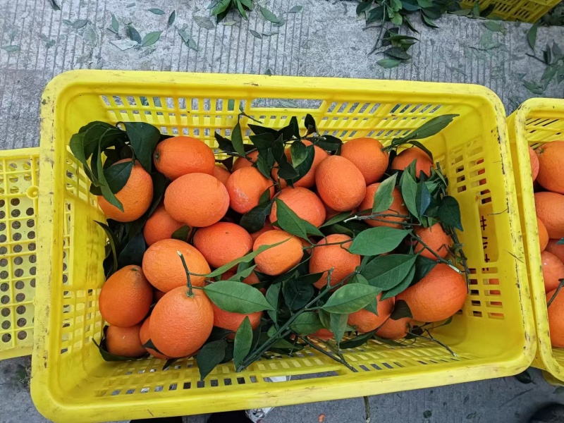 湖北精品纽荷尔脐橙大量上市品质保证量大从优一手货源