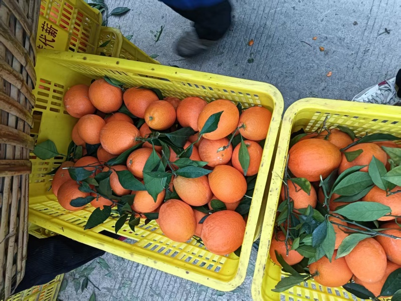 湖北精品纽荷尔脐橙大量上市品质保证量大从优一手货源