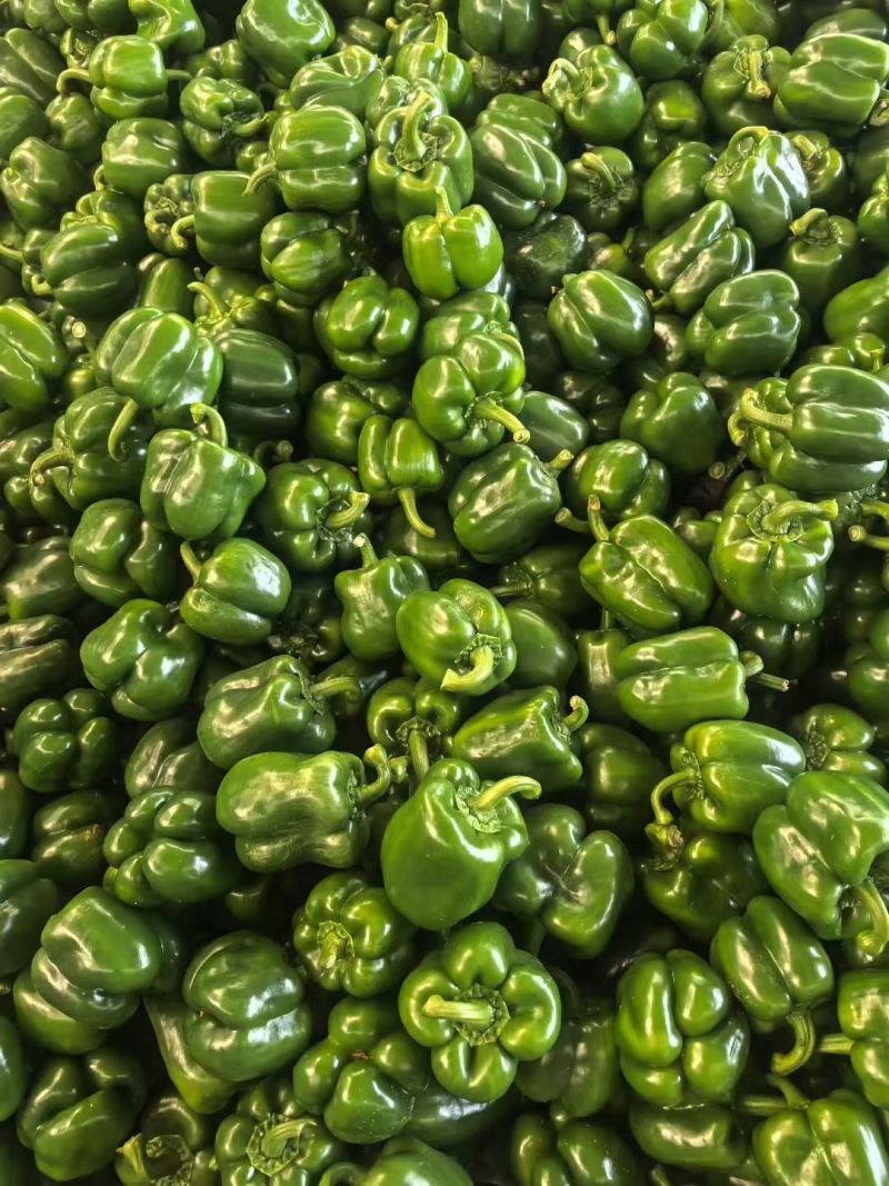 五彩椒山东产区直发专业对接电商商超各级市场