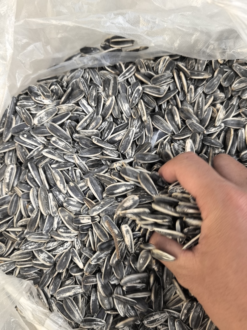 电商，实体。瓜子大量接单内蒙古原产地一件代发