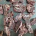 满肉牛脖骨