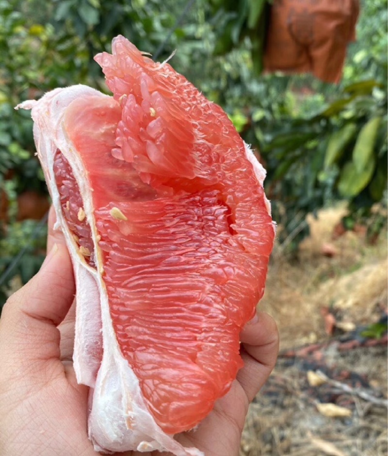 蜜柚广西蜜柚基地直发皮薄多汁万亩果园持续供货
