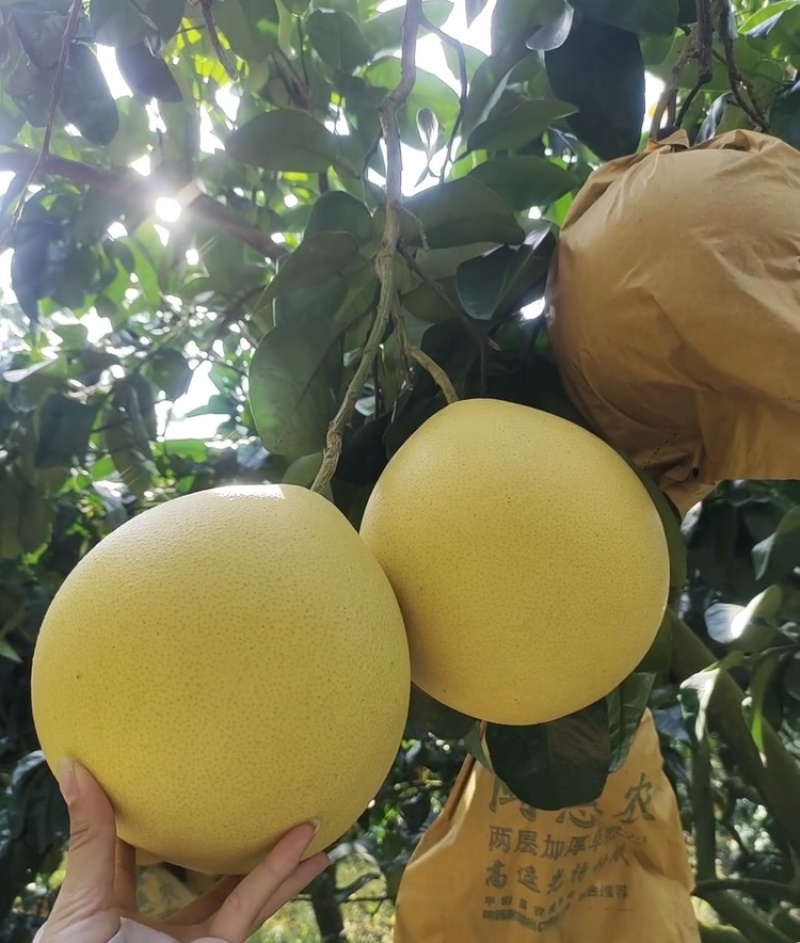 蜜柚广西蜜柚基地直发皮薄多汁万亩果园持续供货