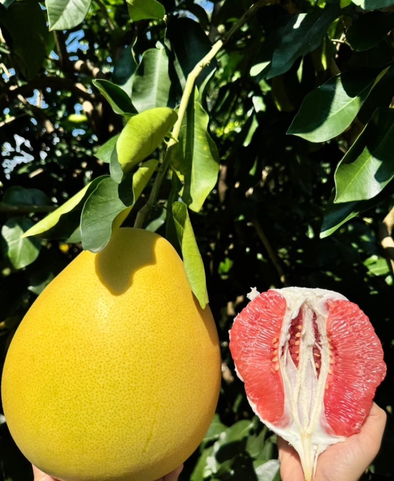 蜜柚广西蜜柚基地直发皮薄多汁万亩果园持续供货