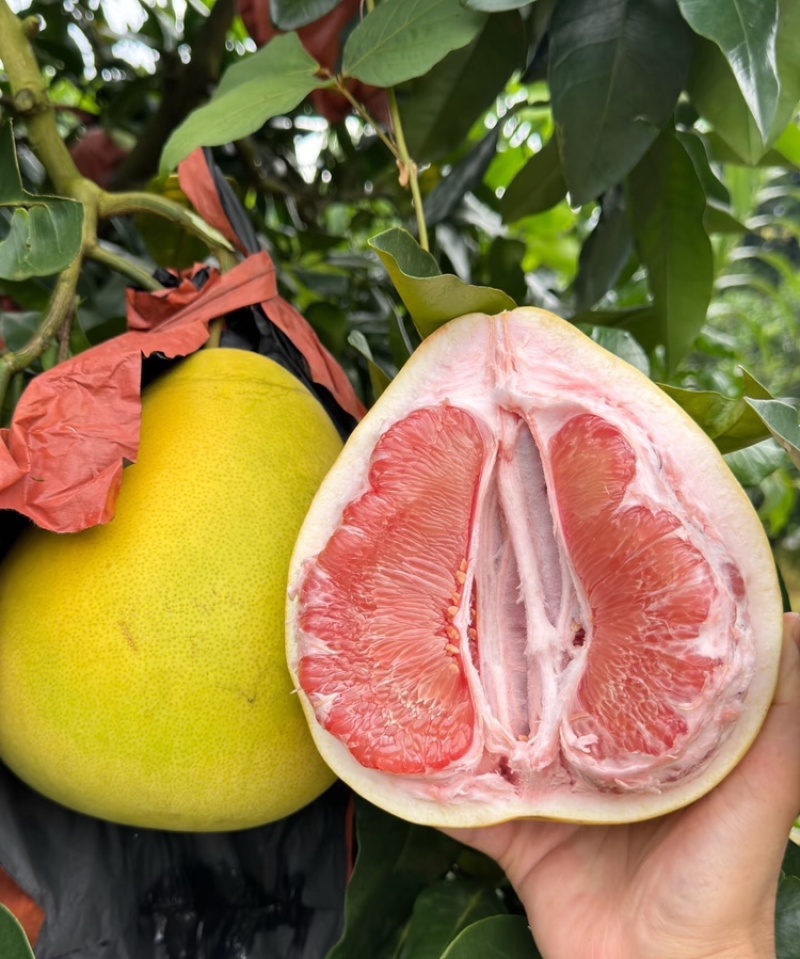 蜜柚广西蜜柚基地直发皮薄多汁万亩果园持续供货