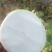 芥菜头。日本光头芥，支持带樱子，散装，袋装，无虫啃无黑心