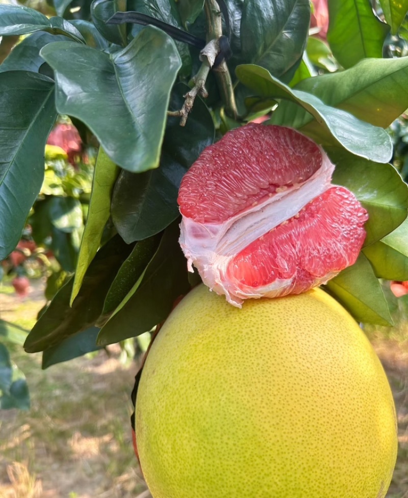 蜜柚广西蜜柚基地直发皮薄多汁万亩果园持续供货