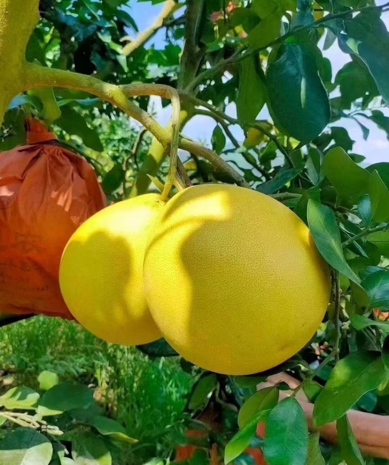 蜜柚广西蜜柚基地直发皮薄多汁万亩果园持续供货