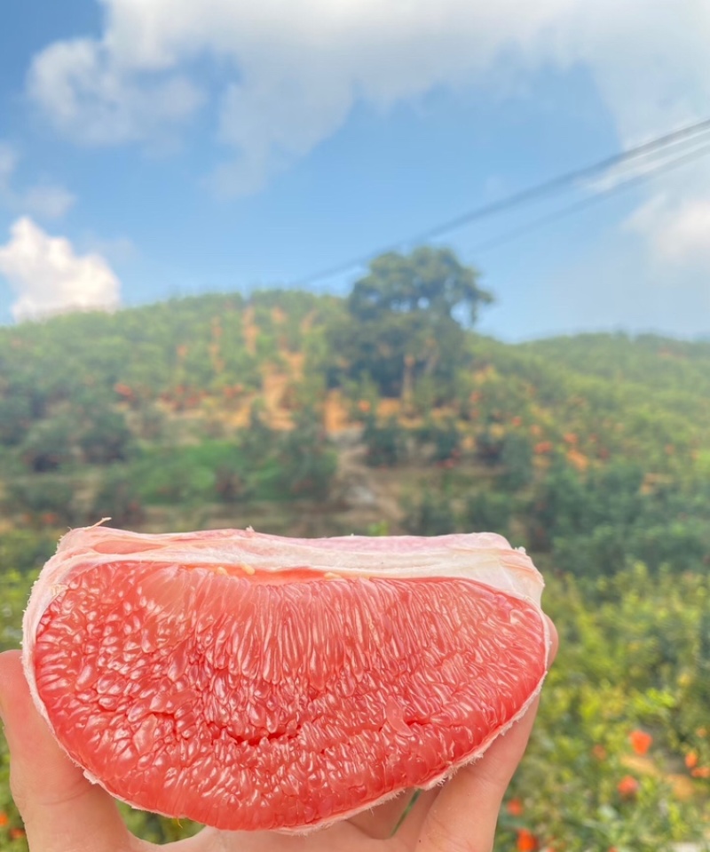 蜜柚广西蜜柚基地直发皮薄多汁万亩果园持续供货
