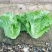 生菜大量上市，江苏淮安基地直发，供商超，批发市场档口等。